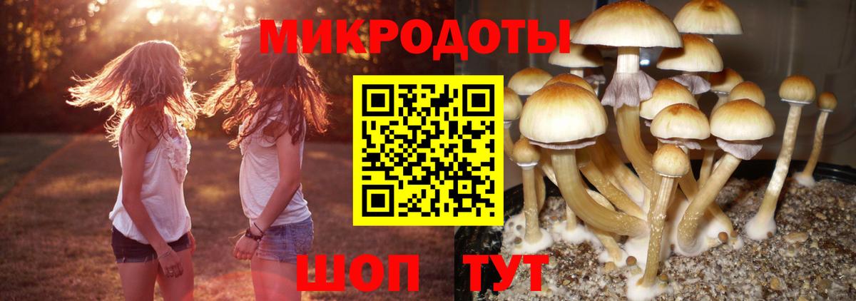 Галлюциногенные грибы Psilocybe Жигулёвск